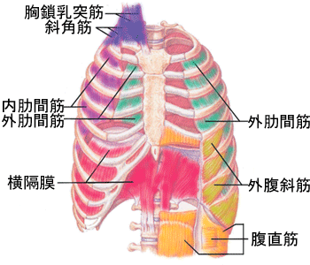 呼吸筋 に対する画像結果